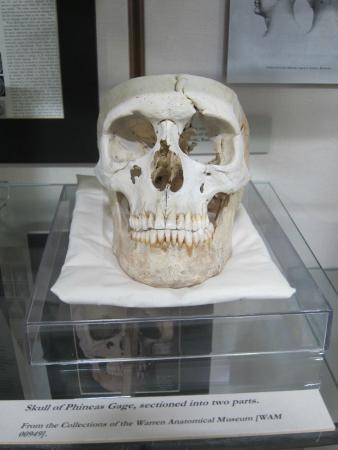 Warren Anatomical Museum