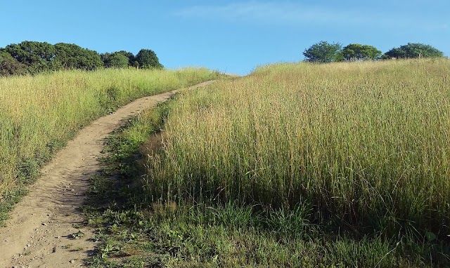 Arnold Arboretum Walter Street Gate